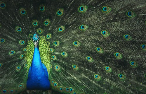 Peacock