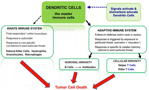 Dendritic Cell Immunotherapy - Northwest Biotherapeutics